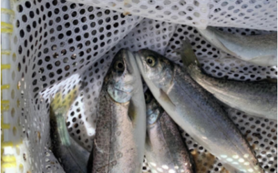 Klamath Tribes Collaborates with Other Agencies to Return Chinook Salmon to Upper Klamath Basin