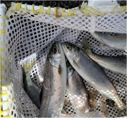 Klamath Tribes Collaborates with Other Agencies to Return Chinook Salmon to Upper Klamath Basin