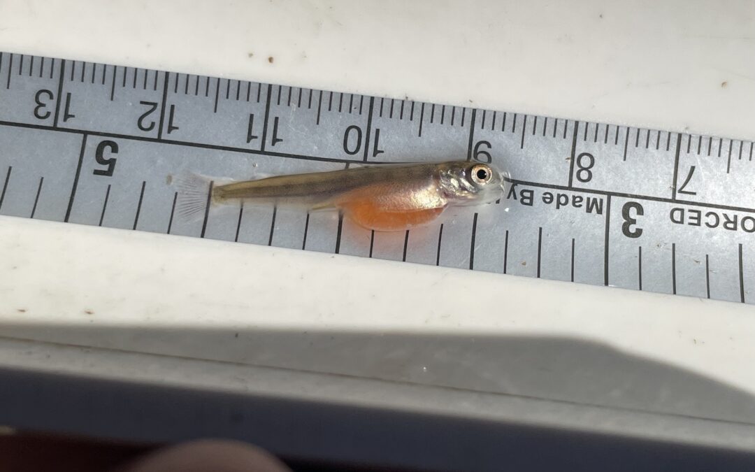 THE KLAMATH TRIBES DOCUMENT FIRST CHINOOK SALMON HATCH IN UPPER KLAMATH LAKE TRIBUTARIES